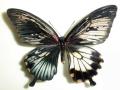 Papilio Gynandromorph 03 (Internet Image property of respective owner, non-commercial use only)